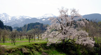 向野の桜